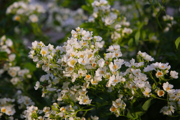 Wild white rose in Japanese garden