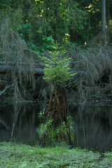 small spruce tree