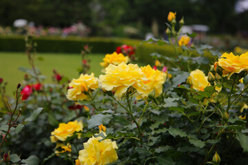 Obraz premium Beautiful roses in full bloom at the Japan Rose Garden.