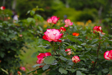 Beautiful roses in full bloom at the Japanese Rose Garden.
