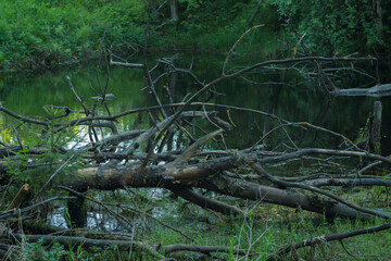 rotten tree that fell into a swamp