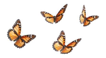PNG Four butterfly flying butterflies monarch insect.