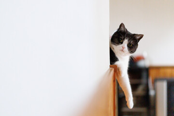 壁から覗く猫