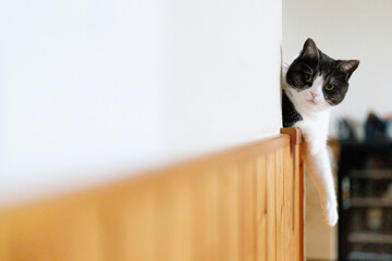 壁から覗く猫
