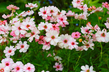 Ranunculus lux flower blooming in Japan park