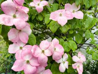 Filled frame of pink dog wood flower tree in late spring