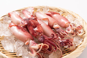 釜揚げ　ヤリイカ
