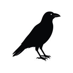 vector illustration of a crow