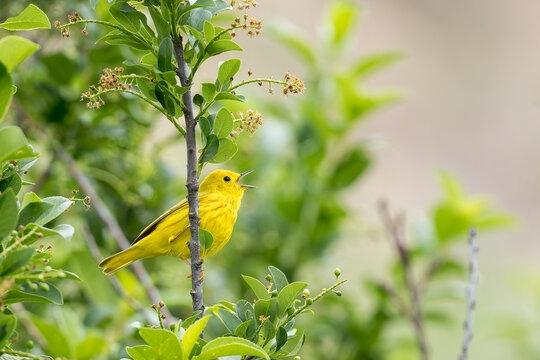 A Yellow Warbler fills the morning with a song.