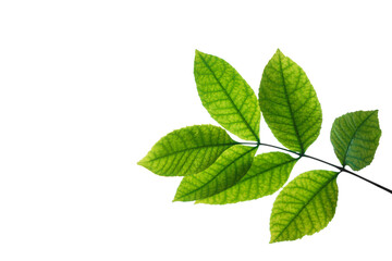 male human hand holding between fingers Fresh twig with green leaves of tree isolated on white  sky heaven background. summertime season.