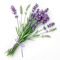 Naklejka premium lavender isolated on white background