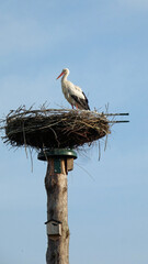 white stork in nest