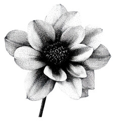 PNG Flower retro photocopy stipple effect drawing sketch art.