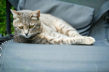 Cute cat laying on a black sun longer. Pet is relaxed and enjoys calm shade and fresh air. Comfort lover. Calm and relaxing animal scene. Rest in a garden theme.