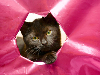 A cat is peeking out of a hole in a pink box wrapped in shiny paper. The cat is looking at the...