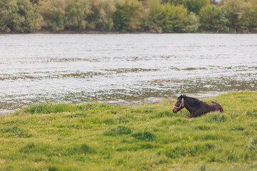 Horse grazing peacefully by the riverbank during a calm afternoon surrounded by lush greenery and...