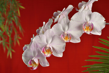 White Orchids Red background