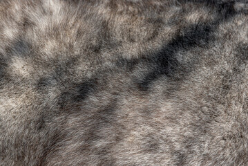 Close-up on a gray horse coat. Nice texture of roan