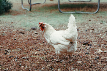 Free-range chicken walking on a farm. Hen roaming freely in a rustic farm setting