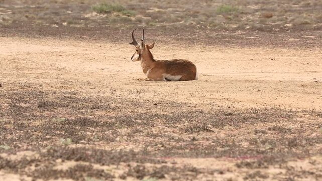 BERRENDO PENINSULAR RESERVA DE LA BIOSFERA DEL VIZCAINO