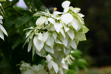 Cluster of creamy white Mussaenda philippica bracts with a tiny yellow flower in the center, surrounded by lush green foliage in natural light.