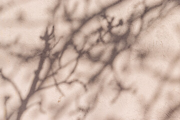 Hard tree branches shadows on light beige plastered concrete wall on summer day, natural background
