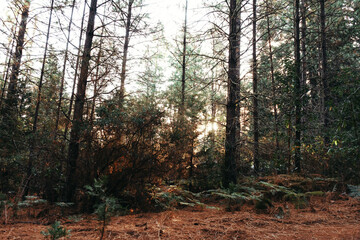 Obraz premium Wild forest with trees, undergrowth, and filtered sunlight. Natural woodland area with thick foliage and mossy ground