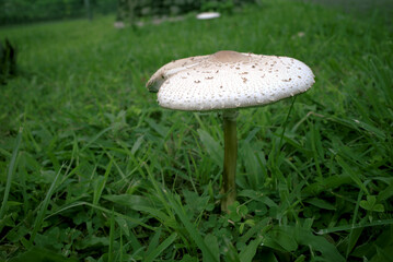 Parasol mushroom or Macrolepiota procera  in a meadow during the rainy season in Indonesia