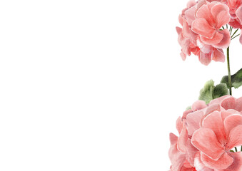 Vertical floral border with realistic pink geraniums on the right and blank space on the left. Ideal for scrapbooking, decoupage, packaging design, and backgrounds with text.