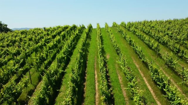 Scenic views of txakoli vineyards and the surrounding countryside near zarautz, basque country, during a sunny summer day