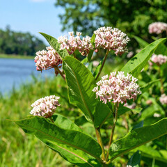 Firefly Swamp milkweed blooms near serene water body, showcasing clusters of delicate pink flowers surrounded by lush green leaves, creating tranquil summer scene