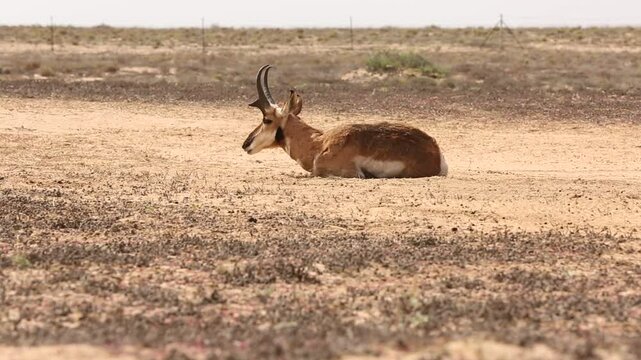 BERRENDO PENINSULAR RESERVA DE LA BIOSFERA DEL VIZCAINO