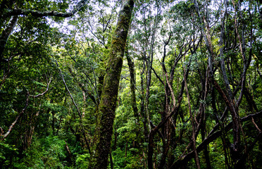 Fototapeta premium New zealand native bush forest wet rain jungle native endemic plants species ferns moss fiordland national park close up 