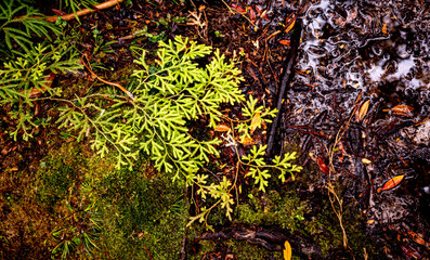 New zealand native bush forest wet rain jungle native endemic plants species ferns moss fiordland...