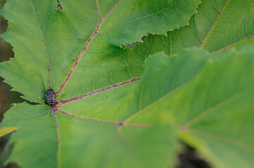 Black beetle sits on a lush green leaf. Oxythyrea funesta. Oxythyrea. Polyphaga. 