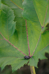 Black beetle sits on a lush green leaf. Oxythyrea funesta. Oxythyrea. Polyphaga. 