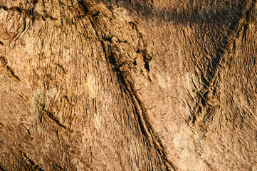 textured texture of old tree bark in sunlight