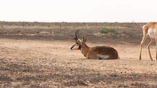  BERRENDO PENINSULAR RESERVA DE LA BIOSFERA DEL VIZCAINO