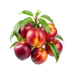 Beautiful ripe nectarines on a branch with green leaves against white backdrop