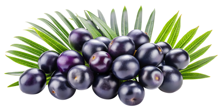 A vibrant display of fresh acai berries with lush green leaves
