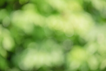 Defocused background light and dark green. Bokeh, blurred leaves. Abstract natural background.