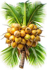 Close up of a coconut tree laden with many golden ripe coconuts