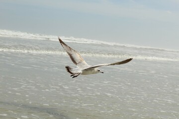 seagull on the beach