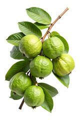 Obraz premium Fresh Green Guavas on a Branch with Vibrant Green Leaves Isolated