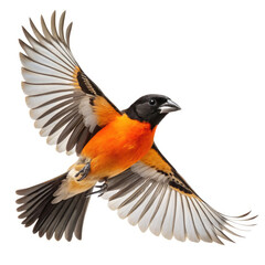 Fototapeta premium black winged blackbird isolated