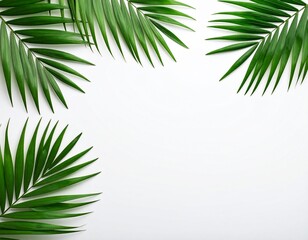 Fototapeta premium green palm tree on white background 