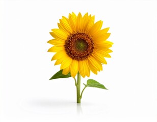 Obraz premium sunflower isolated on white background