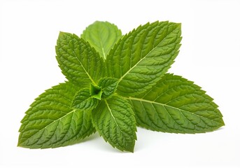 Fresh Green Mint Leaves on a White Background