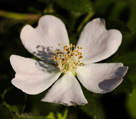 Detail of a wild rose or rosehip in the field in Andalusia (Spain)