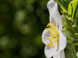 Detail of a wild rose or rosehip in the field in Andalusia (Spain)